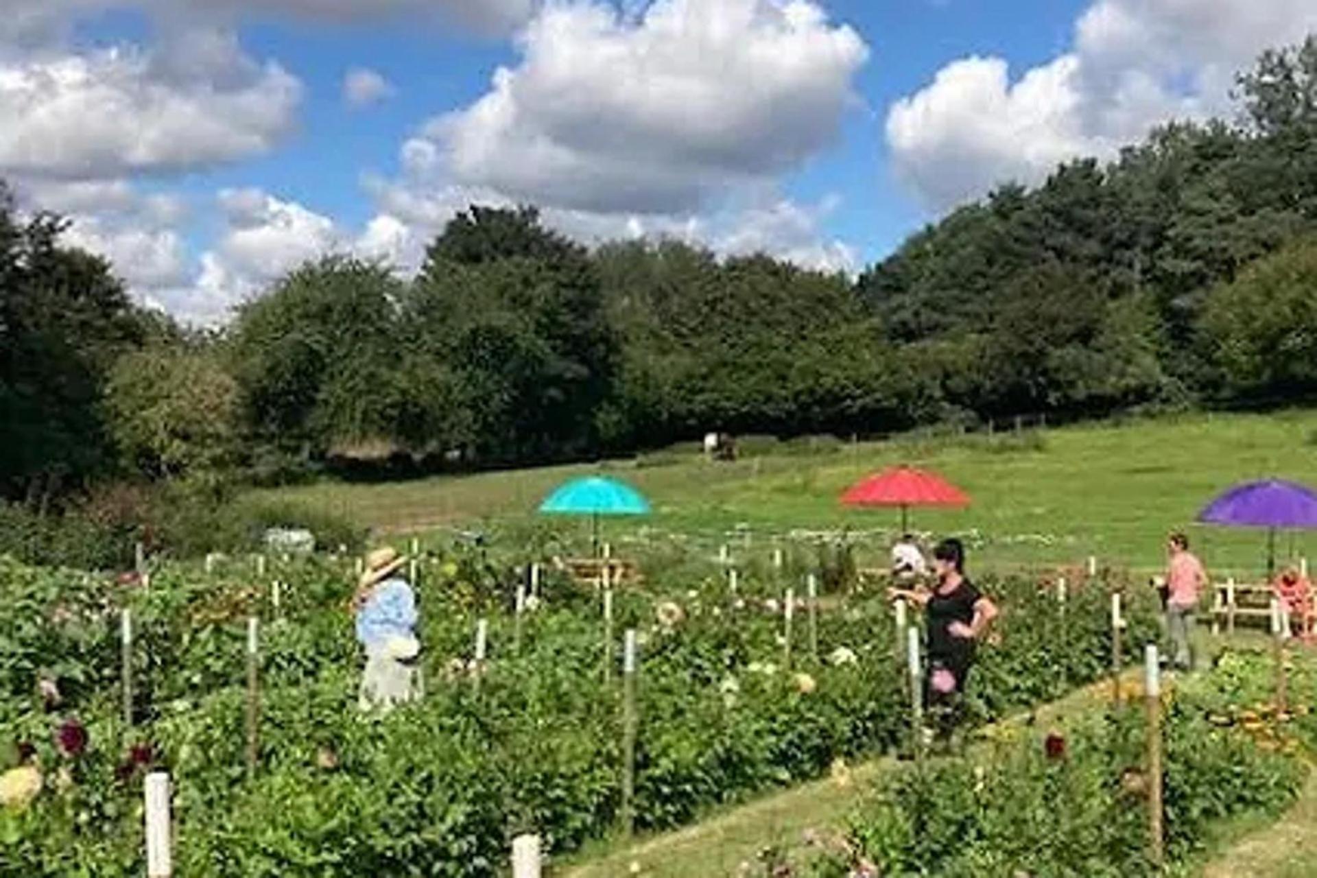 Flower Farm Glamping Retreat In Suffolk Holiday home Ipswich