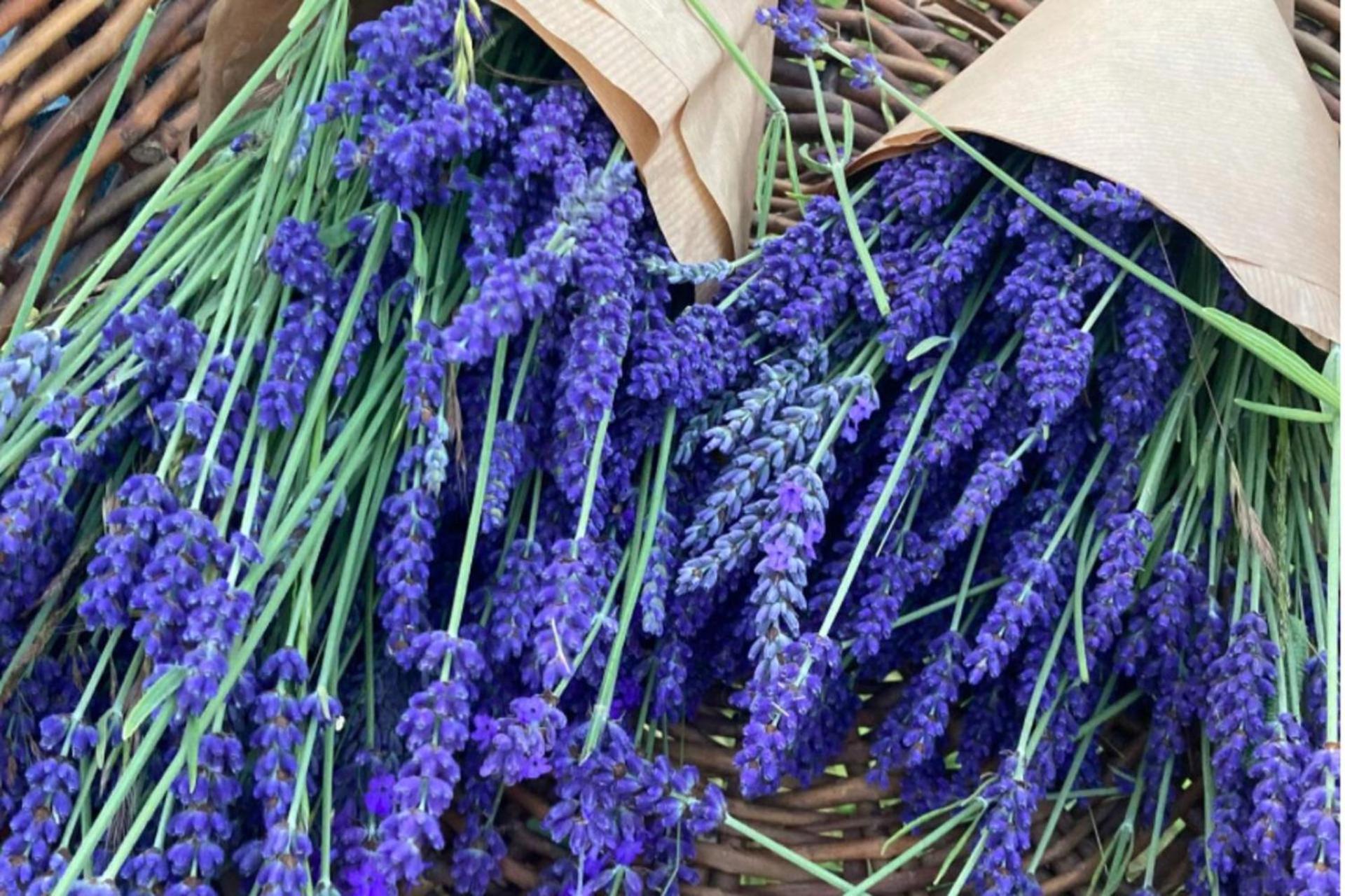 Flower Farm Glamping Retreat In Suffolk Holiday home *